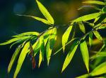 Bamboo Leaf Extract